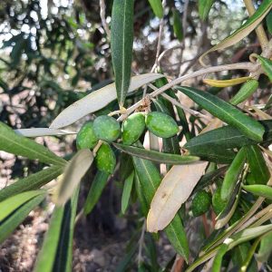 Olivenöl Ernte und Herstellung_a
