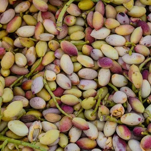aricchigia_c